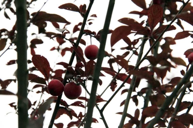 少地方用于观赏的红叶李即将成熟,果子挂满枝头,诱人得很,但这不能吃!