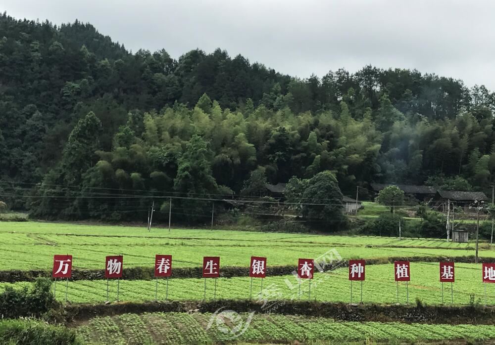 钟灵镇:650亩银杏苗吐新芽-秀山网