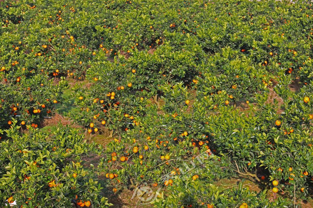 这家脐橙果园还未开园就吸引大批游客前往采摘,为啥?